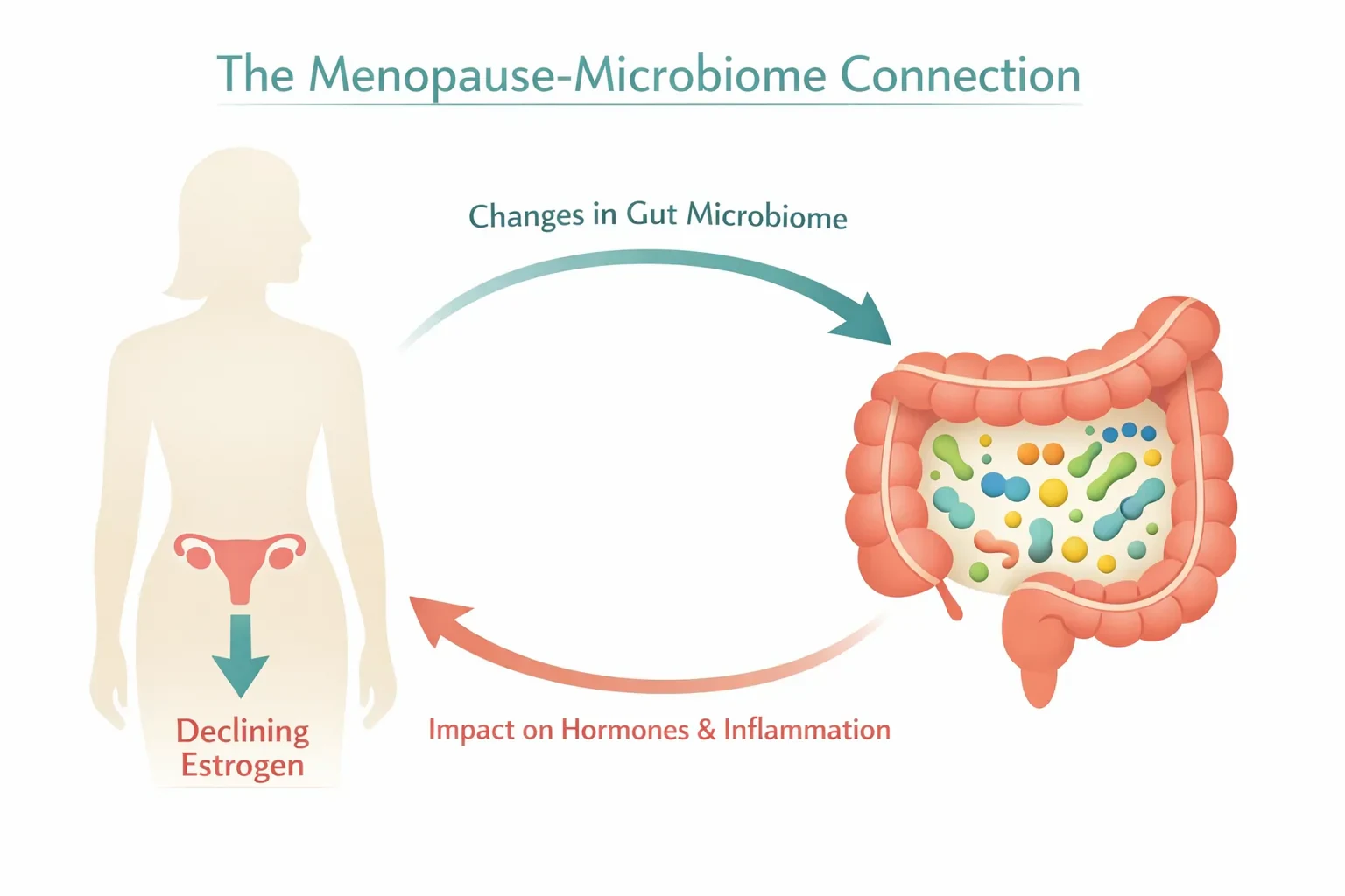 How menopause changes the gut microbiome